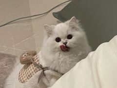 -欣宠猫屋·矮脚拿破仑·蓝金金渐层
