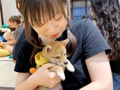 -逗柴咖啡屋·狗咖猫咖宠物桌游