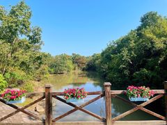 -上海海湾国家森林公园