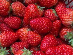 -胜丰草莓采摘园