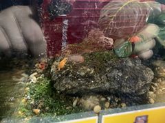 -暹罗海洋世界