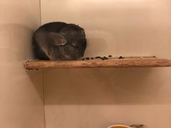 -龙猫仔乐园(惠福东路店)