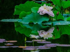 -国家植物园南园