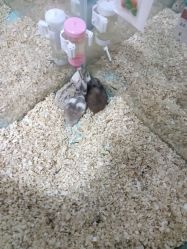 -神奇动物撸宠馆·羊驼·小浣熊·异宠(豫园店)