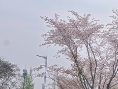 -羊山湖公园