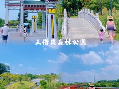 -王借岗森林公园