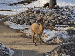 -北京野生动物园