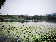 -西湖外事游船(花港观鱼码头)