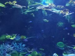 -暹罗海洋世界