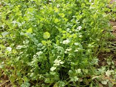 -万源龙顺度假庄园生态观光园