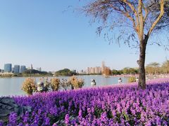 -顺峰山公园