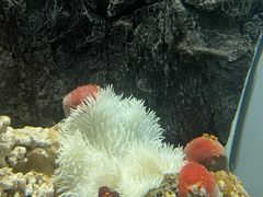 -太平洋海底世界餐厅