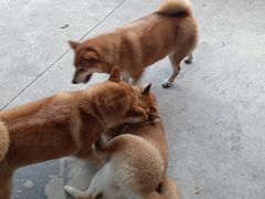 -柴犬高等学院·狗咖·柴犬售卖·宠物训练