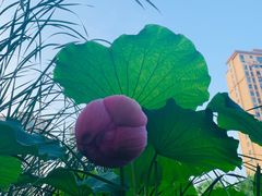 -陈家山荷花公园
