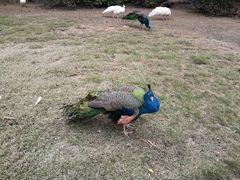 -广州长隆飞鸟乐园