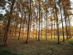 -黄海国家森林公园