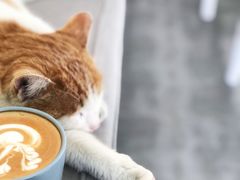 白咖啡-五进制 Coffee Shop