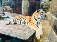 -海南热带野生动植物园