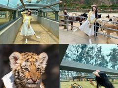 -西霞口神雕山野生动物世界