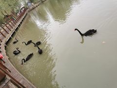 -溱湖国家湿地公园