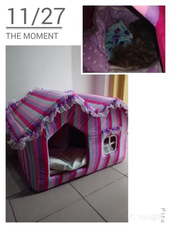 我家泰迪小公主，从小就娇气，爱睡软绵绵的东西全然不觉