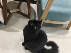 -藏猫猫咖啡主题馆(中央大道店)