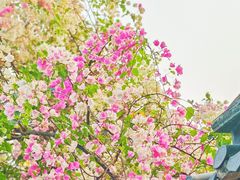 -深圳国际园林花卉博览园