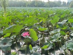 -长春市南湖公园