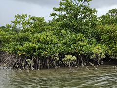 -东寨港红树林旅游区