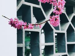 -莫愁湖公园
