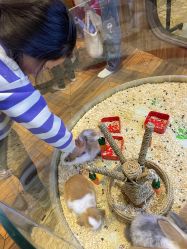 -卡通尼·Safari非洲探索乐园·生日会(金桥国际商业广场店)