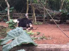 -海南热带野生动植物园