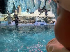 -帝企鹅自助餐厅•儿童岛•真企鹅(长隆企鹅酒店)