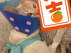 -伟伟宠物医院·CT影像中心·瑞派犬猫综合性门诊(汉口总院)