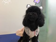 -沐沐家宠物(成寿寺店)