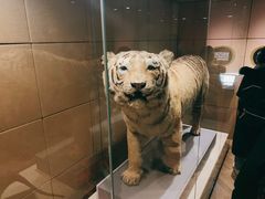 -墨尔本博物馆(Melbourne Museum)