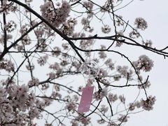 -高东镇樱花园