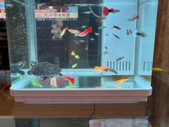 -花鸟鱼虫鲜花绿植市场(玉泉路店)
