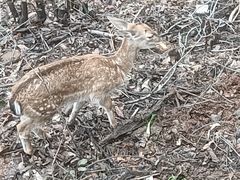 -栾川竹海野生动物园
