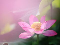 -圆明园停车场
