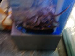 -77号渔船·蒸海鲜青岛菜(积米崖店)