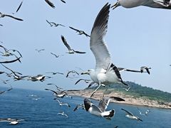 -海驴岛(荣成市)