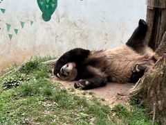 -中国大熊猫保护研究中心雅安碧峰峡基地