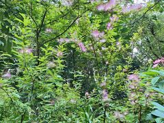 -深圳仙湖植物园