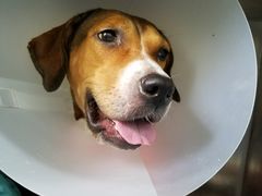 -伟伟宠物医院·CT影像中心·瑞派犬猫综合性门诊(汉口总院)