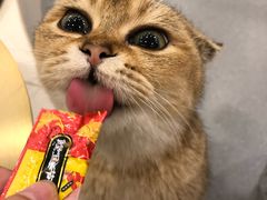-飞行喵MR PILOT|猫舍·猫咖(静安大融城店)