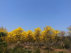 -天适樱花悠乐园