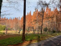 -黄海国家森林公园