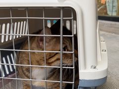 -瑞派康怡24h宠物医院·犬猫医疗中心·微创绝育(瑞景分院)