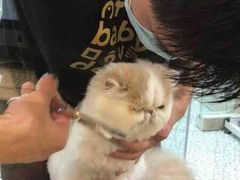 -momokira米努特·德文卷毛猫·棉花面纱犬